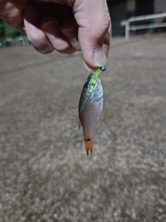 クロホシイシモチの釣果
