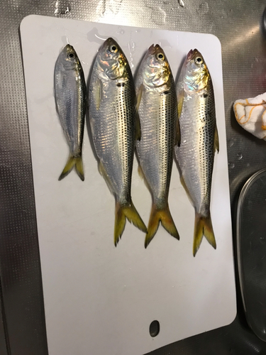 コノシロの釣果