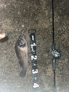 クロソイの釣果