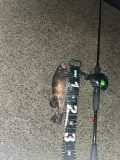 シロメバルの釣果