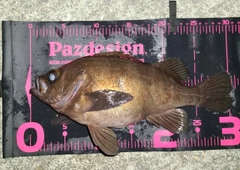 シロメバルの釣果