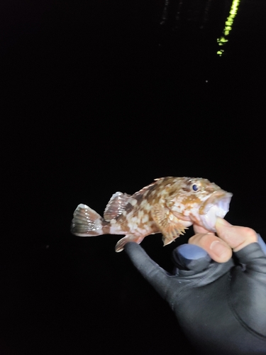 アラカブの釣果