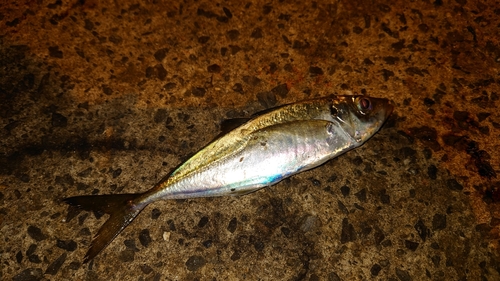 マアジの釣果