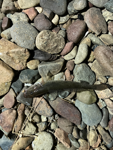 ハゼの釣果