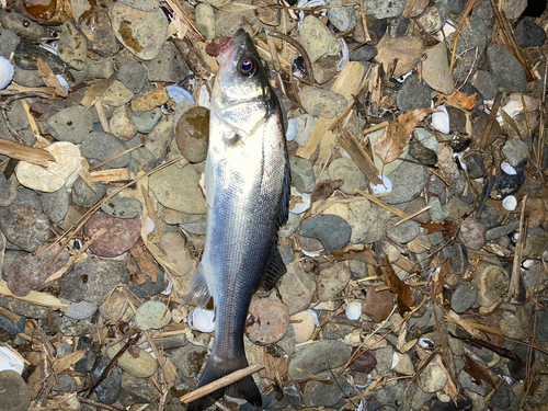 セイゴ（ヒラスズキ）の釣果