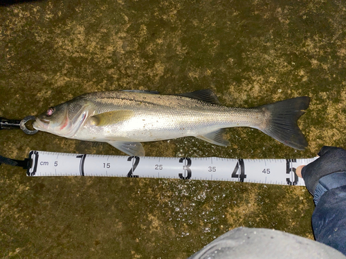 フッコ（マルスズキ）の釣果