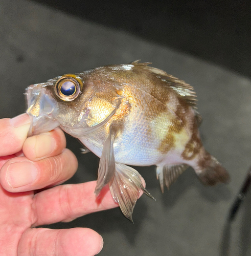 メバルの釣果