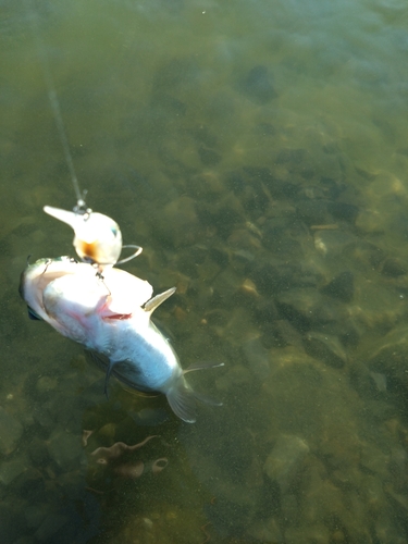 ニジマスの釣果