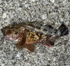 カサゴの釣果