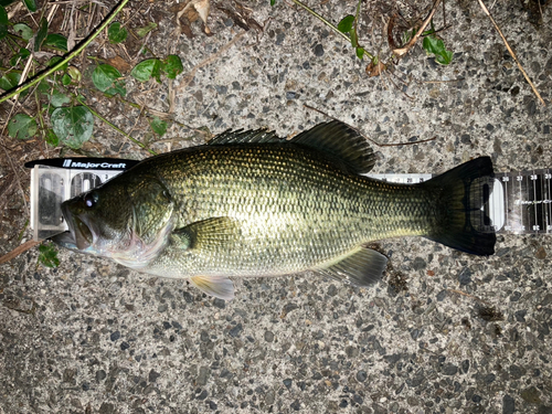 ブラックバスの釣果