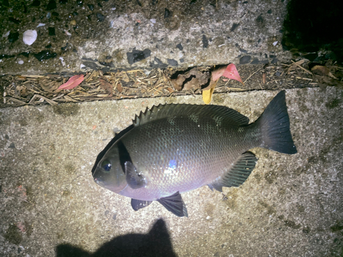 クロの釣果