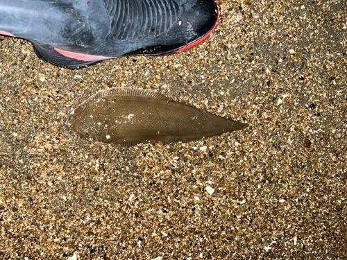 シタビラメの釣果