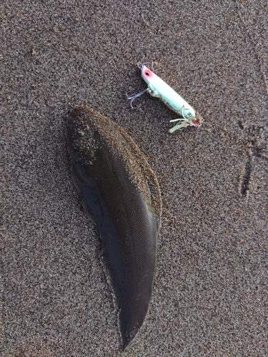 シタビラメの釣果