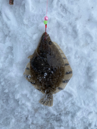 カワガレイの釣果