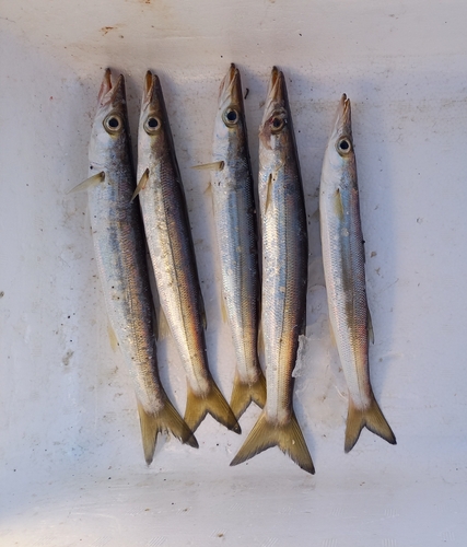 カマスの釣果