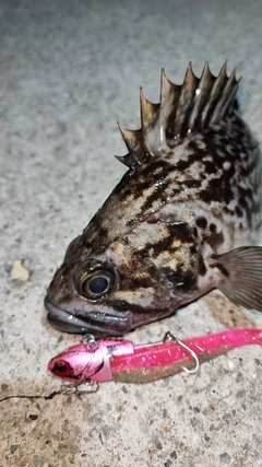 クロソイの釣果