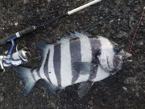 イシダイの釣果