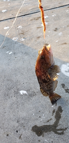 アイナメの釣果