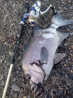 イシダイの釣果