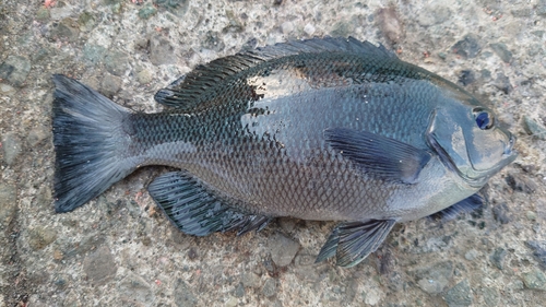 クチブトグレの釣果