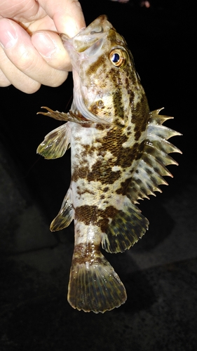 タケノコメバルの釣果