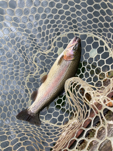 ニジマスの釣果