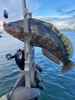 アイナメの釣果