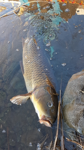 コイの釣果