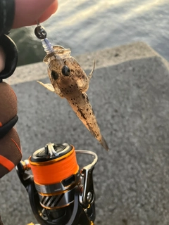 ハゼの釣果