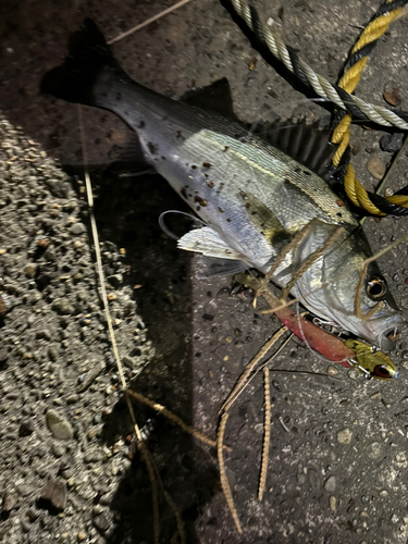 シーバスの釣果