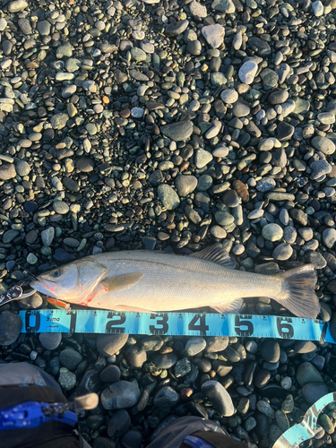 ヒラスズキの釣果