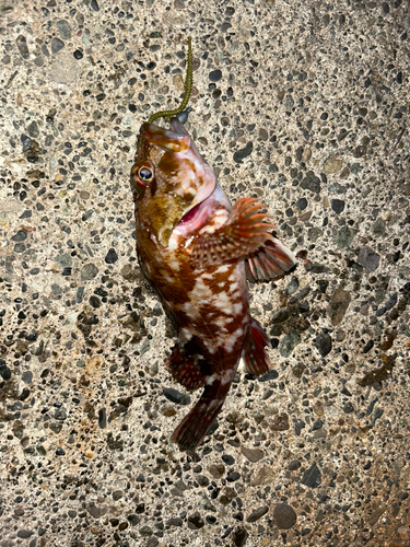 メバルの釣果