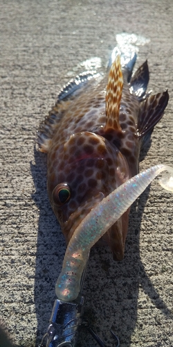 オオモンハタの釣果