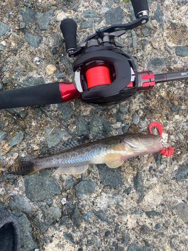 ハゼの釣果