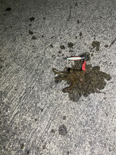 タコの釣果