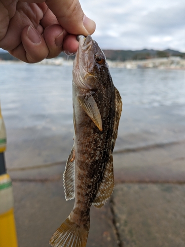 アイナメの釣果