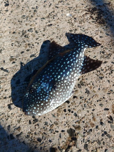 モンガラカワハギの釣果