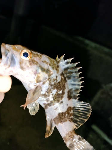 タケノコメバルの釣果