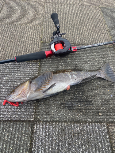 アイナメの釣果