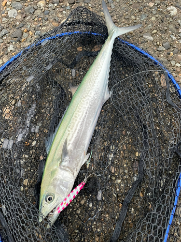 サゴシの釣果