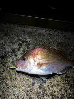 タイの釣果