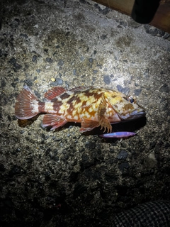 カサゴの釣果