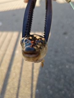 クサフグの釣果