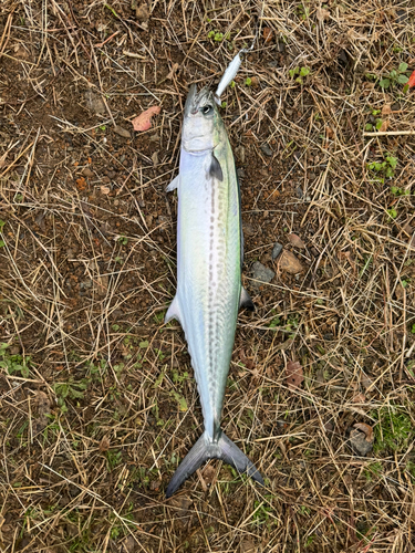 サゴシの釣果