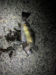 シロメバルの釣果