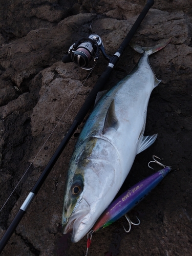 ブリの釣果