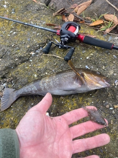 アイナメの釣果