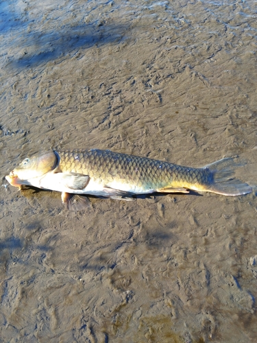 コイの釣果