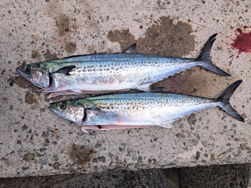 サゴシの釣果