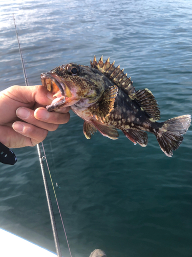 アラカブの釣果